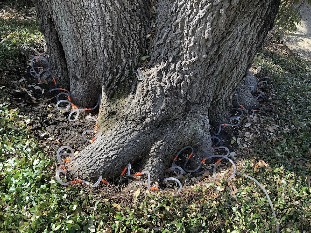 Detailed Tree Cabling and Bracing job site in Pequea